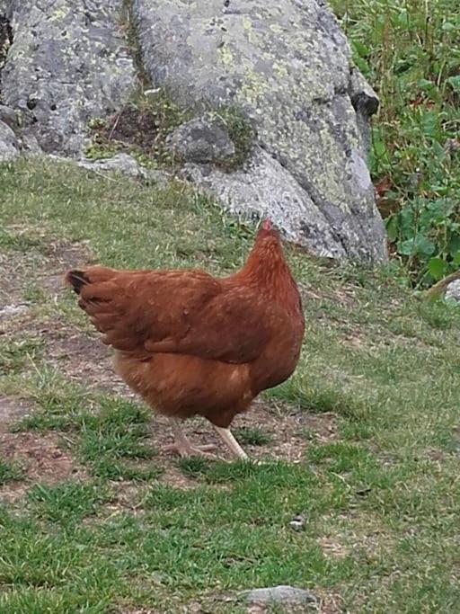 A Cordon Entre Bois Et Nature Luaran gambar