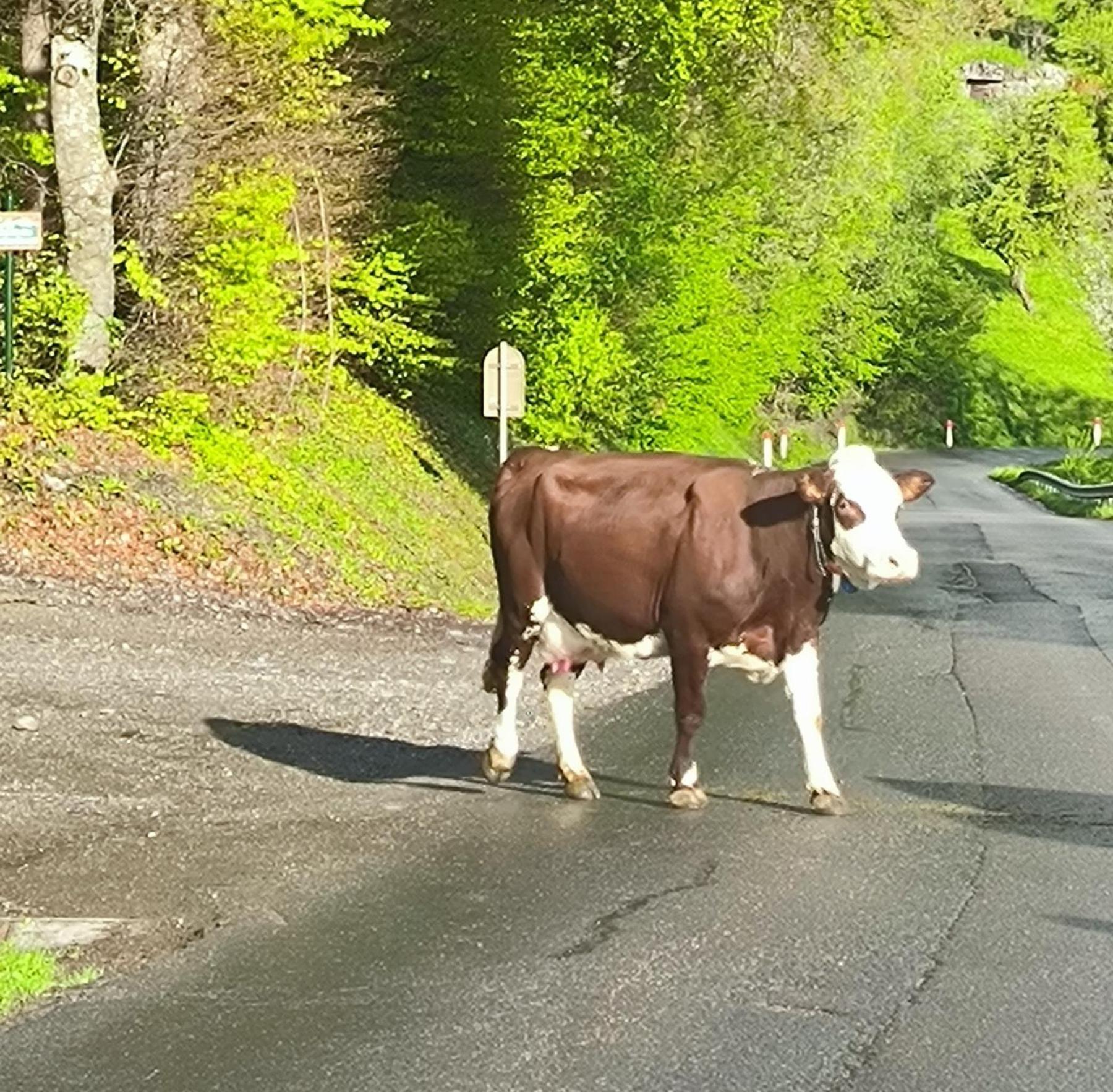 A Cordon Entre Bois Et Nature Luaran gambar